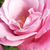 Różowy  - Róża wielkokwiatowa - Hybrid Tea - Barbra Streisand